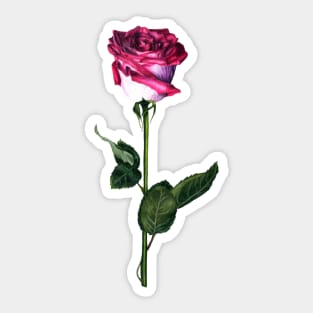 Pink and white rose Sticker